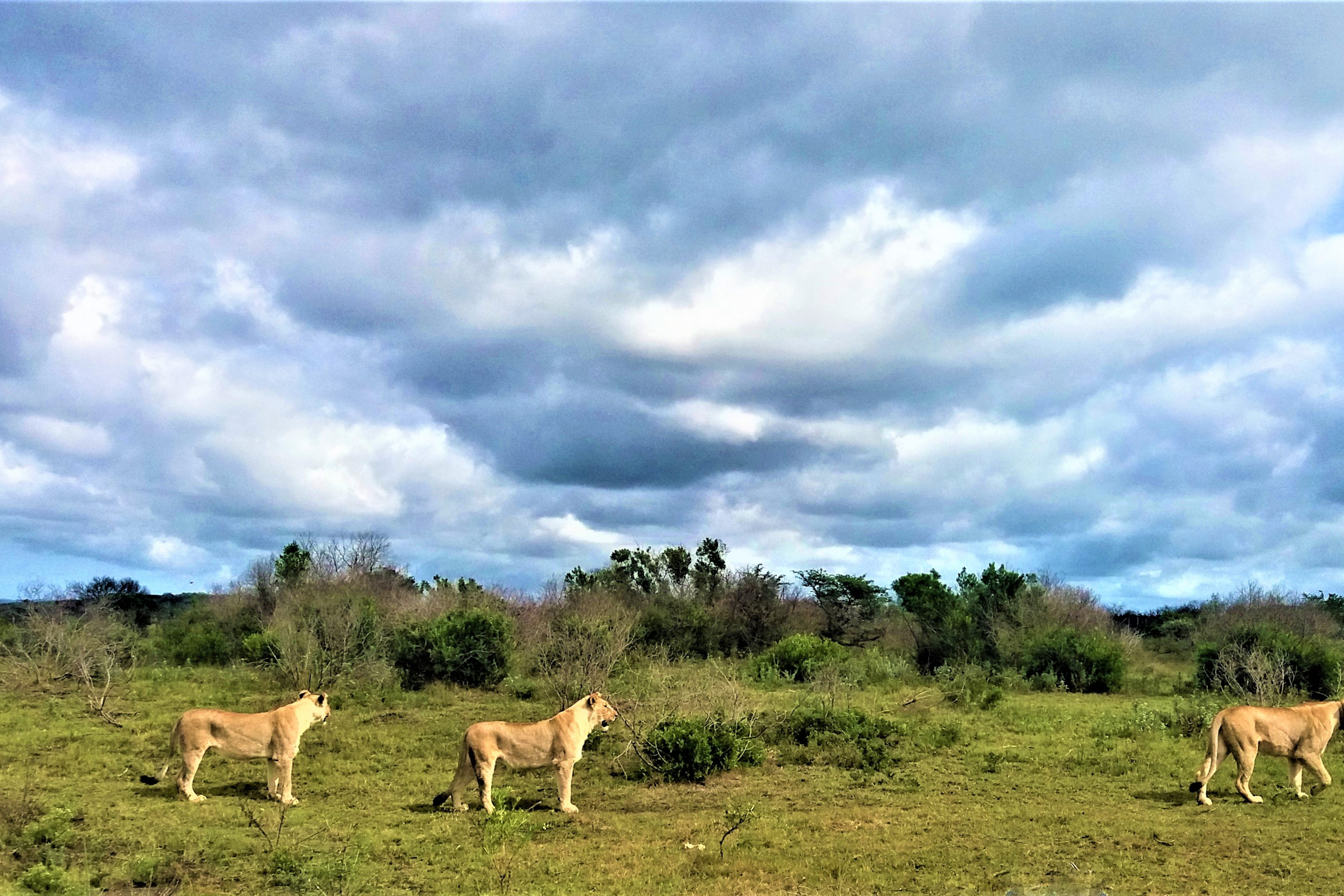 kariega game reserve (3).webp